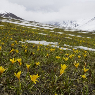 Colchicum luteum